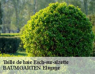 Taille de haie  esch-sur-alzette- BAUMGARTEN Elagage