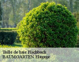 Taille de haie  fischbach- BAUMGARTEN Elagage