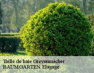 Taille de haie  grevenmacher- BAUMGARTEN Elagage