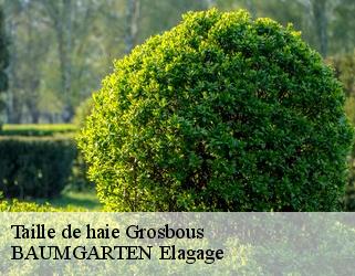 Taille de haie  grosbous- BAUMGARTEN Elagage