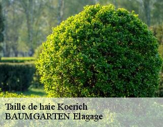 Taille de haie koerich- BAUMGARTEN Elagage