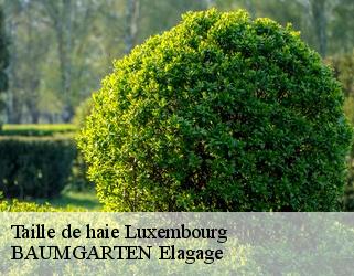 Taille de haie  luxembourg- BAUMGARTEN Elagage